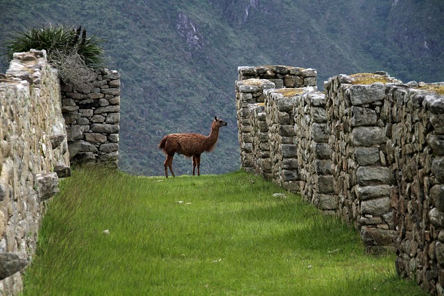 seguro-viagem-america-latina