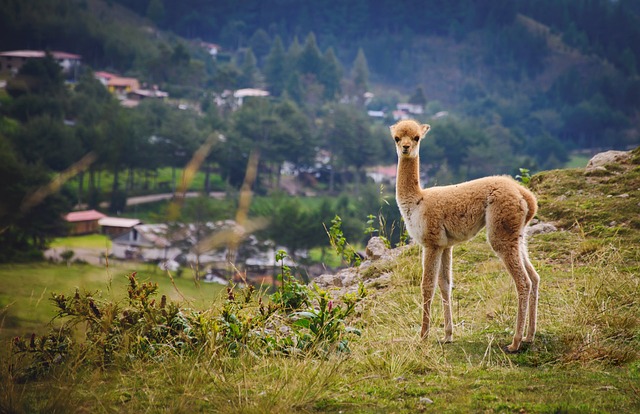 seguro viagem para o Peru