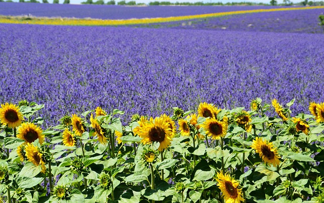 Seguro viagem para região da Provence: Proteja sua aventura no sul da França