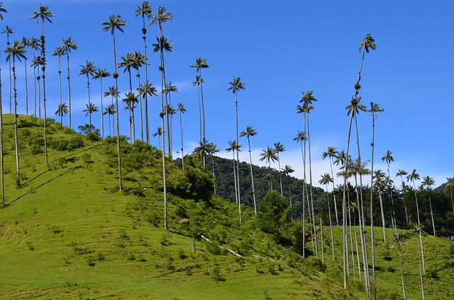 As Diferenças Entre Seguro Viagem Internacional e Nacional